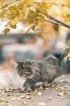 落叶中休憩的长毛猫咪