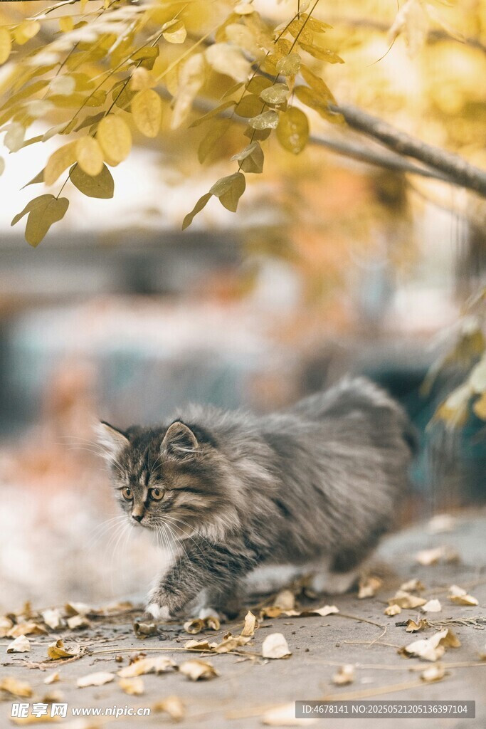 落叶中休憩的长毛猫咪