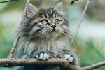 萌猫趴树枝好奇张望