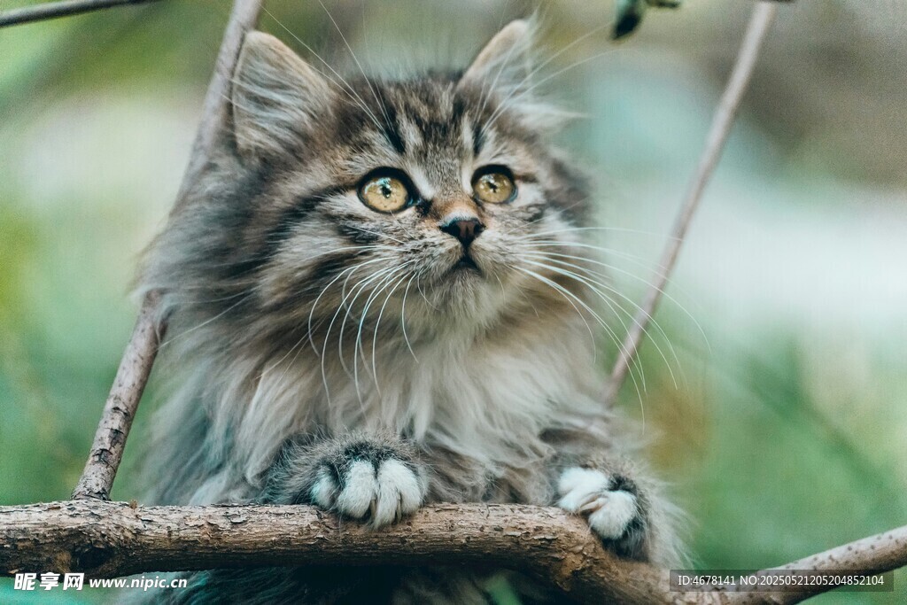 萌猫趴树枝好奇张望
