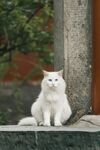 石台上的白色猫咪