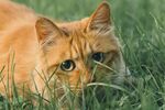 草丛中的橘猫