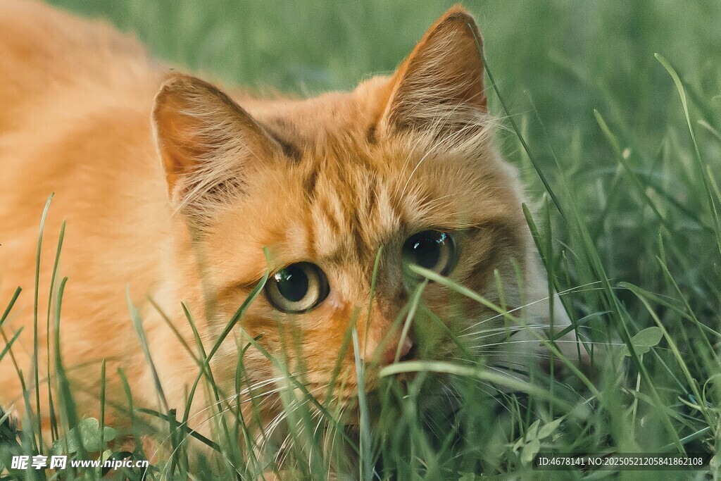 草丛中的橘猫