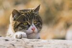 趴卧的可爱猫咪