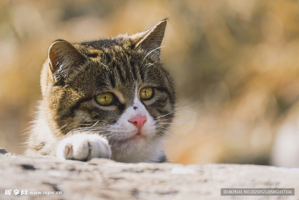 趴卧的可爱猫咪