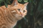 橘猫于绿叶间的悠然瞬间