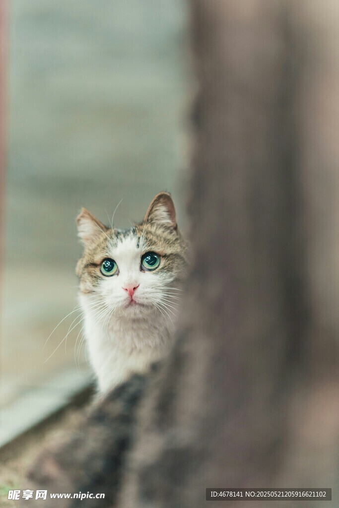 窗边可爱猫咪的凝视
