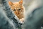 躲猫猫的橘猫