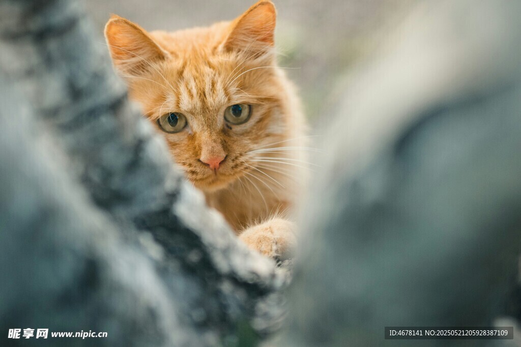 躲猫猫的橘猫