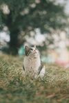 草地上的可爱猫咪