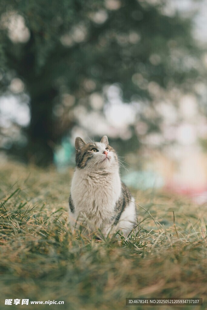 草地上的可爱猫咪