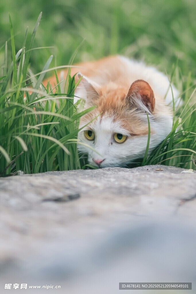 草丛中的可爱猫咪
