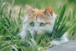 草丛中的可爱猫咪