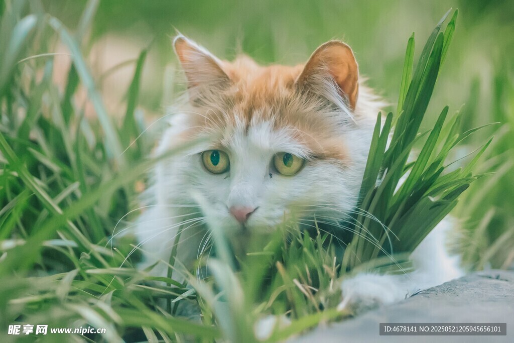 草丛中的可爱猫咪