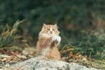 户外的长毛猫