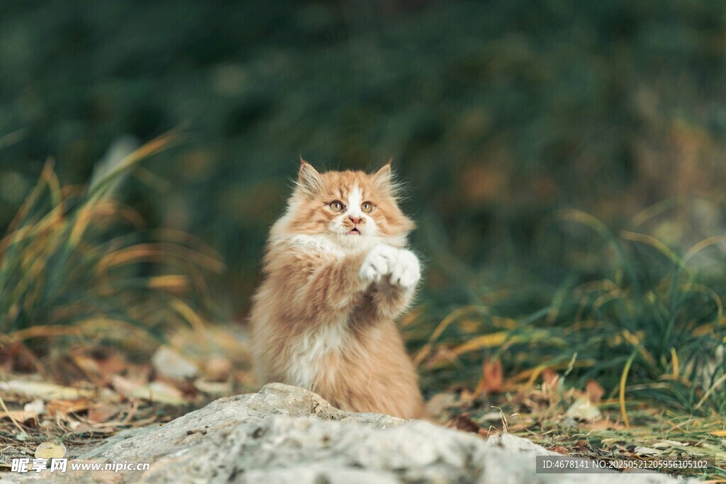 户外的长毛猫