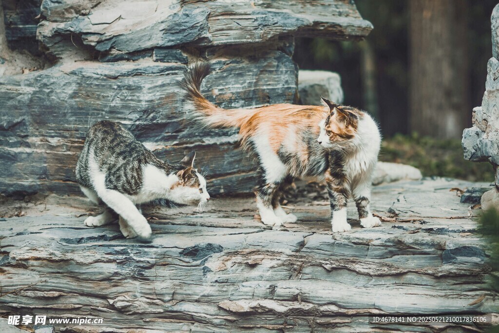 两只猫咪在石上互动玩耍