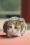 趴着的可爱猫咪