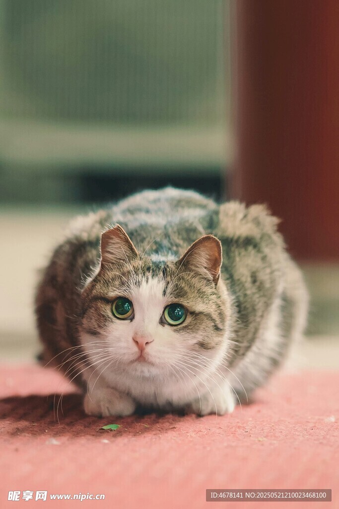 趴着的可爱猫咪