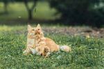 草地上的长毛橘猫
