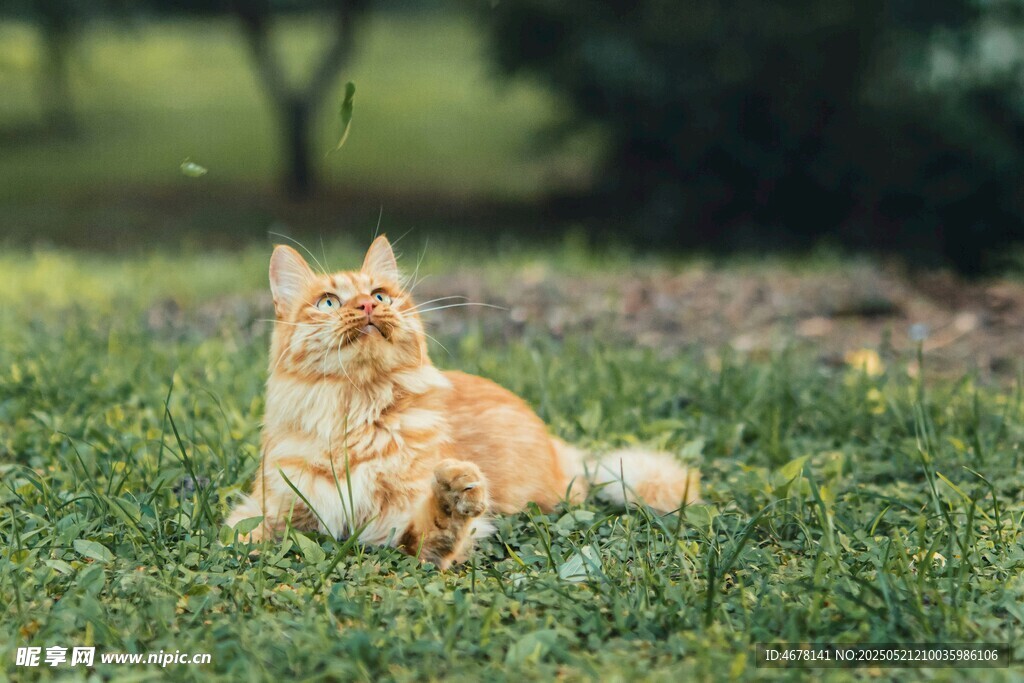 草地上的长毛橘猫