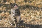 站立眺望的可爱猫咪