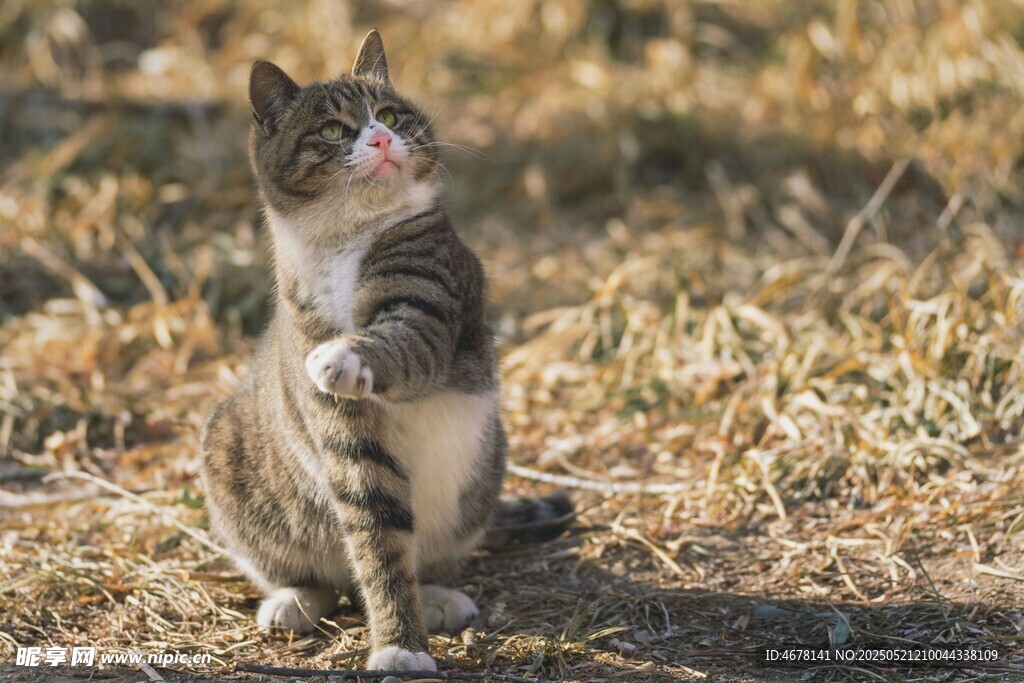 站立眺望的可爱猫咪