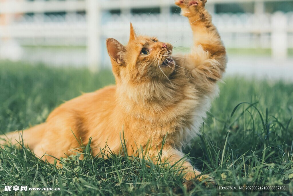 草地上玩耍的橘色猫咪