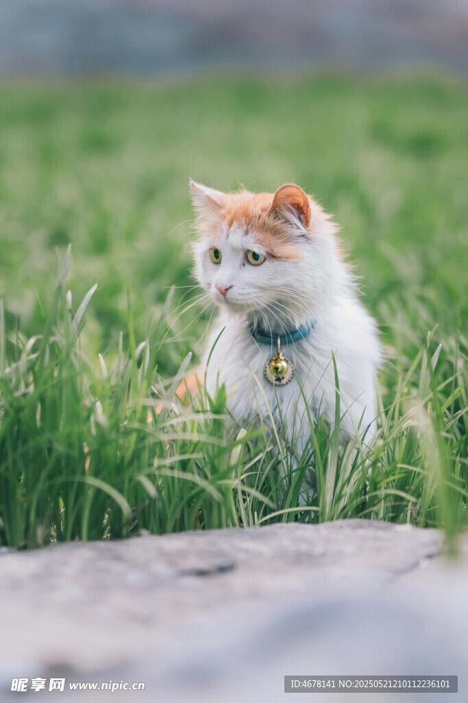 草地上的可爱猫咪