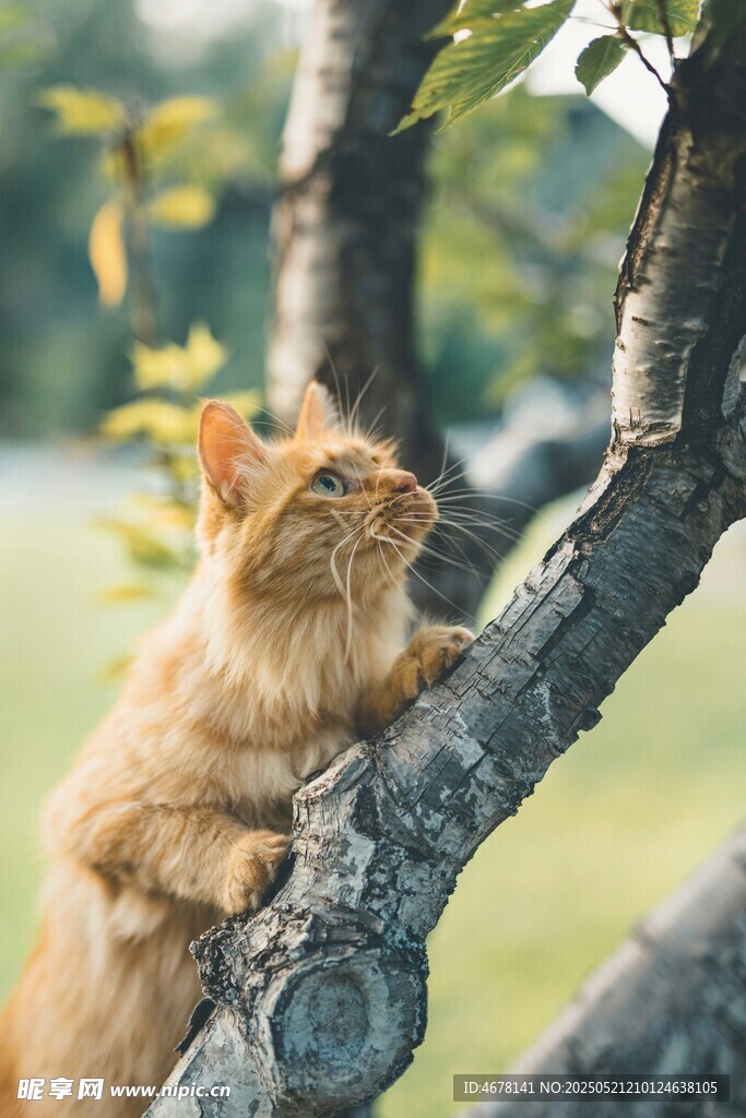橘猫惬意趴树干