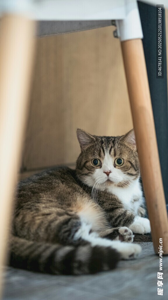 猫咪躲在家具下休憩