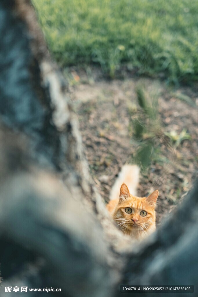 草丛中探头的可爱猫咪
