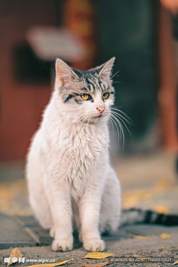 可爱猫咪户外安静蹲坐