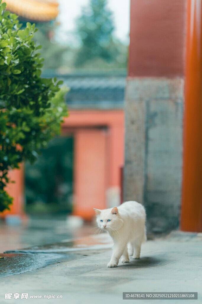 庭院中的可爱小白猫