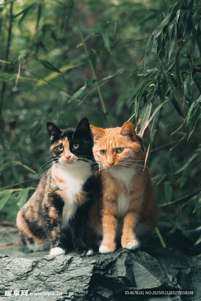 林间双猫依偎的温馨瞬间