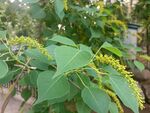 绿叶间的黄色穗状植物