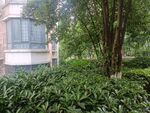 庭院绿植景观一角
