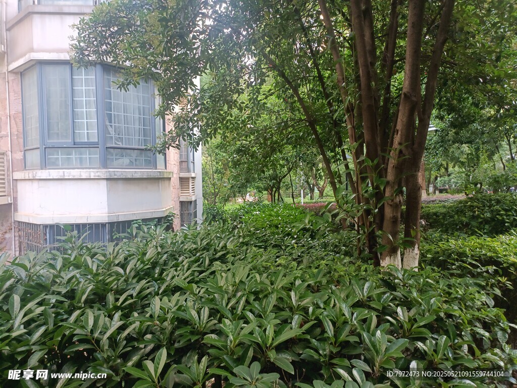 庭院绿植景观一角