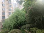 城市中的绿植景观