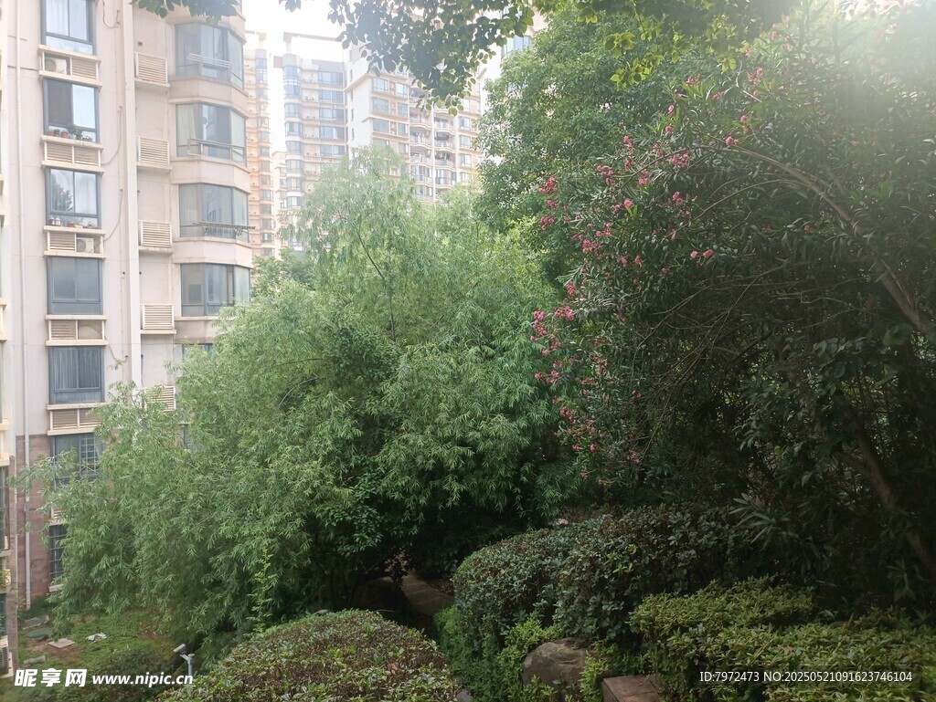 城市中的绿植景观