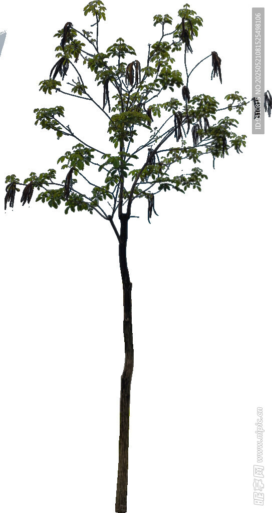 单棵绿树植物素材