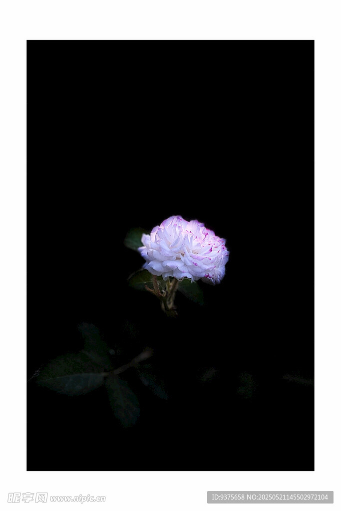 暗夜中的淡紫色花朵