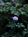 独株紫花绽于绿叶间
