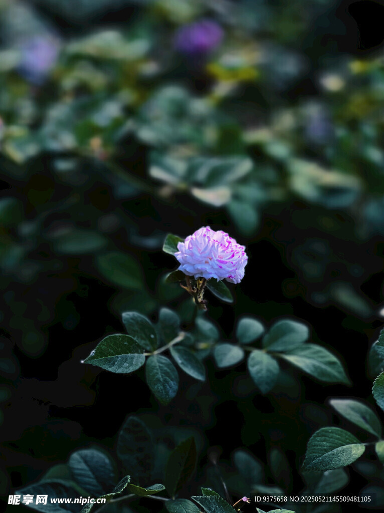 独株紫花绽于绿叶间