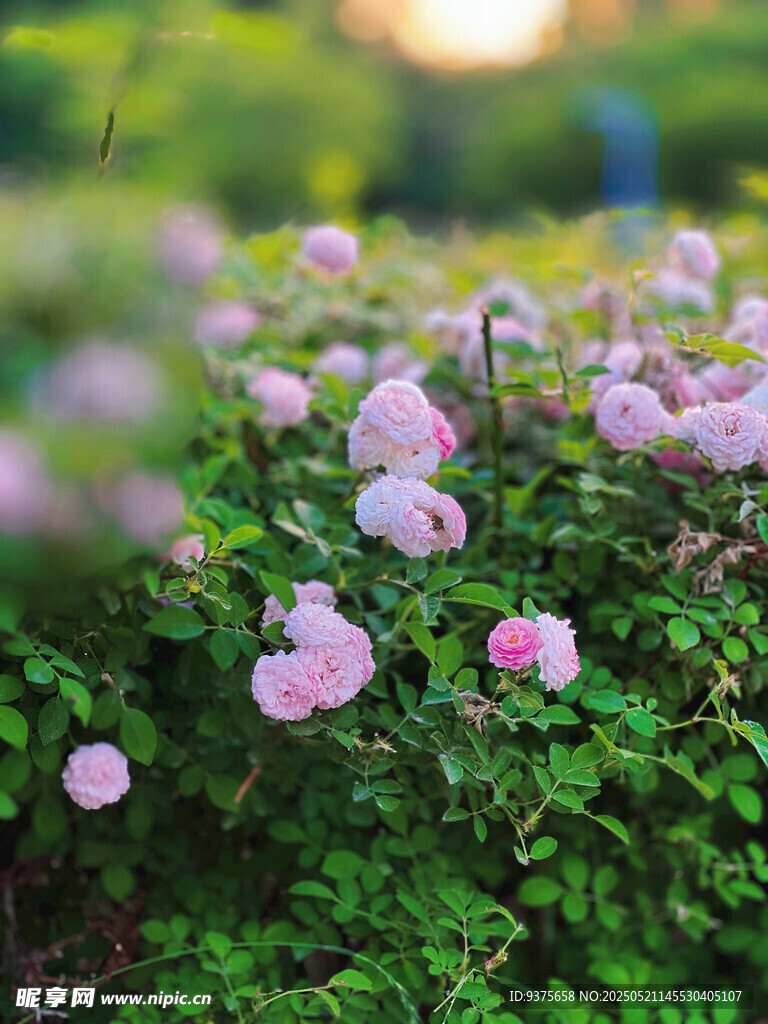 粉色花丛绽放美好景象