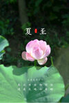 夏日荷花绽放美景