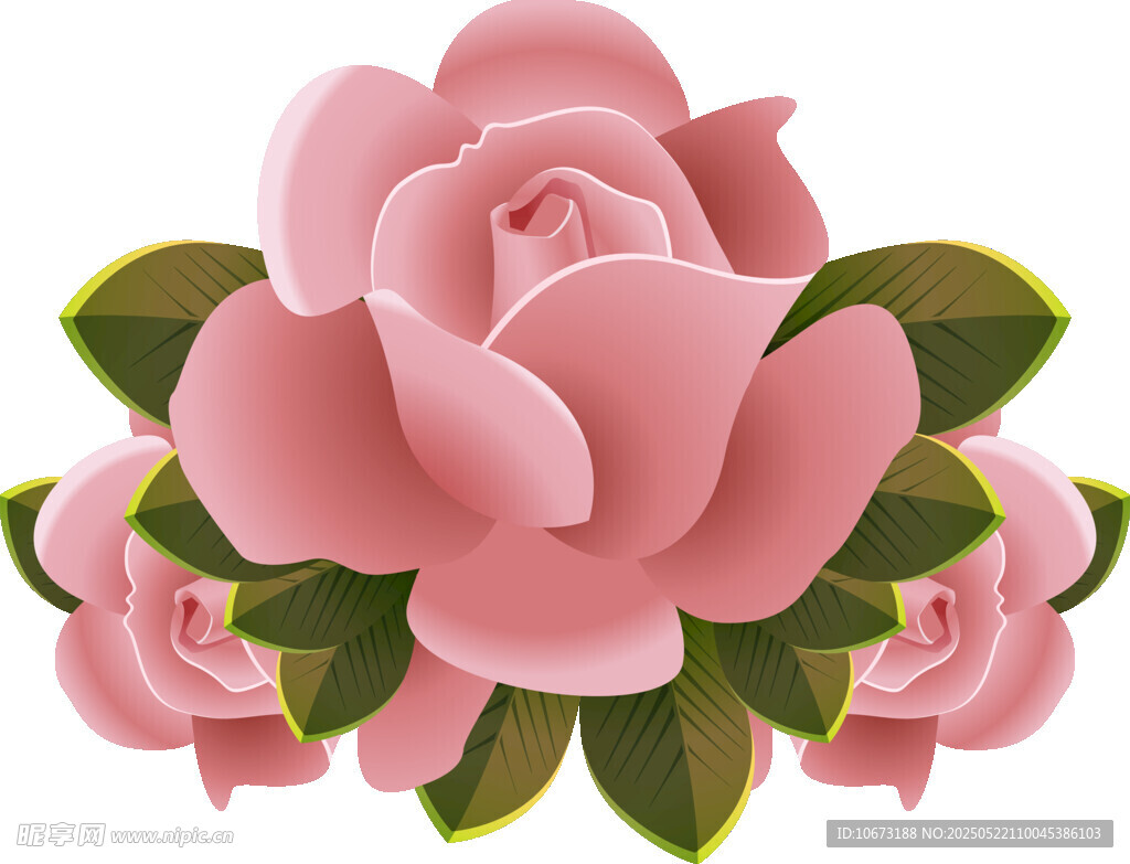 粉色娇艳山茶花插画