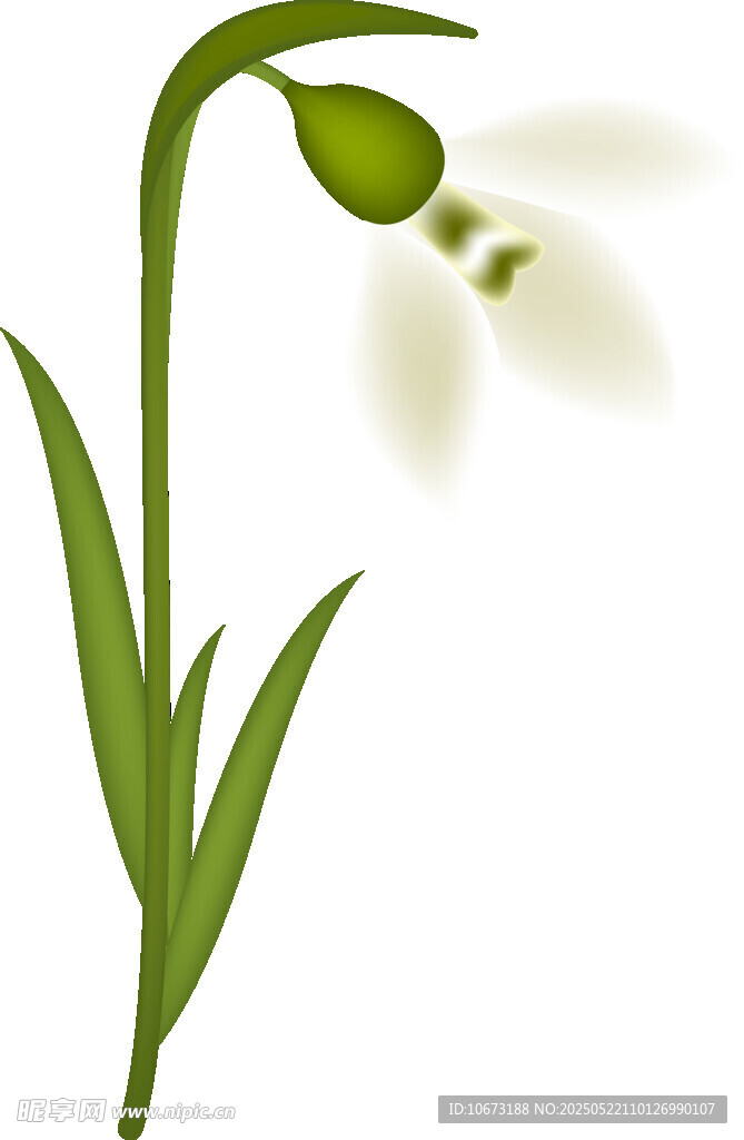 雪花莲插画