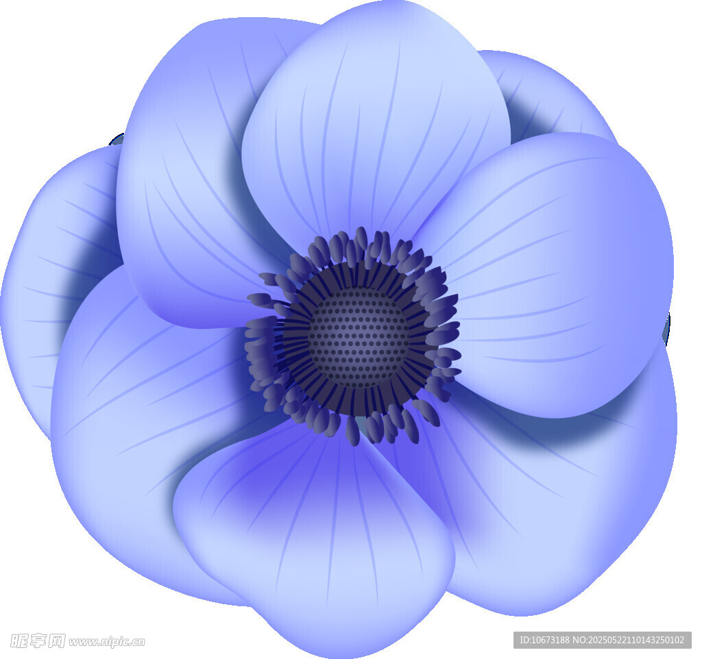 蓝色银莲花插画