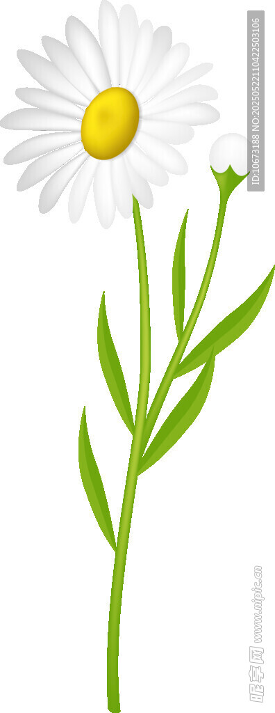 白色雏菊插画